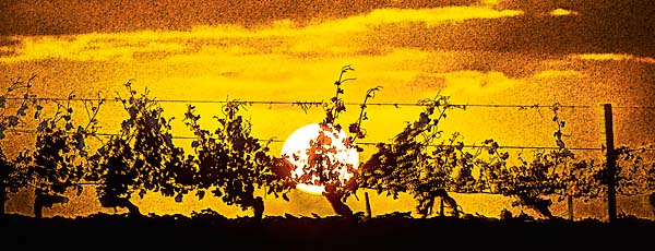 Sunset Vineyard